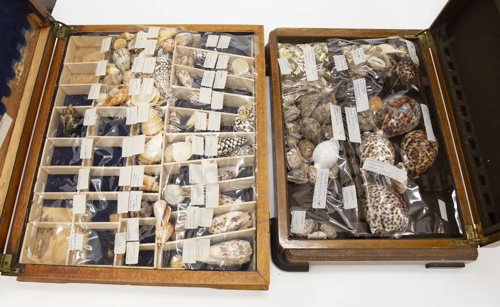 Two Boxes of Assorted World Shells Image 1++