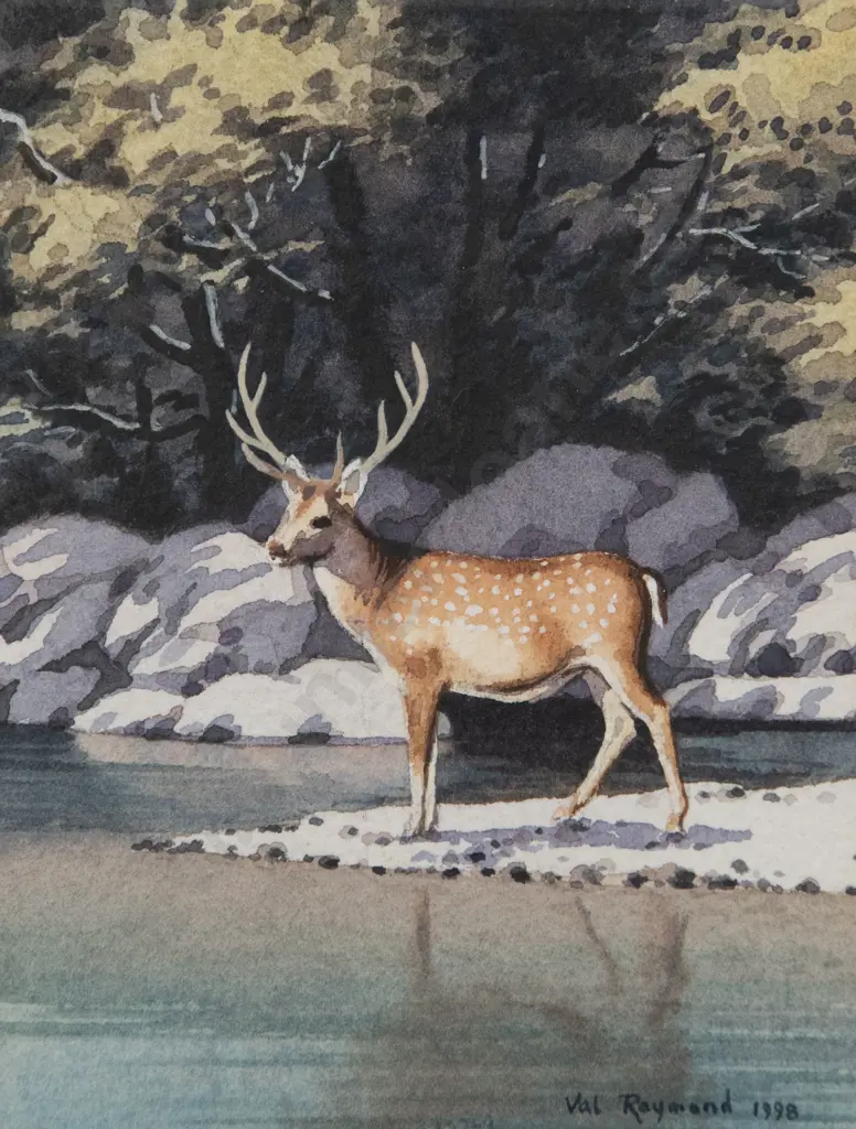 Val Raymond - Sika Stag Image 1++
