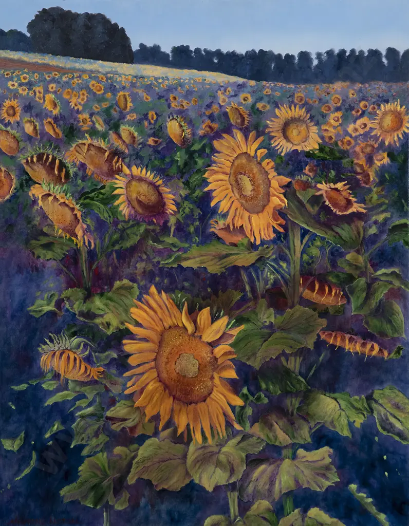 Catherine Norton - Taupaki Sunflowers Image 1++