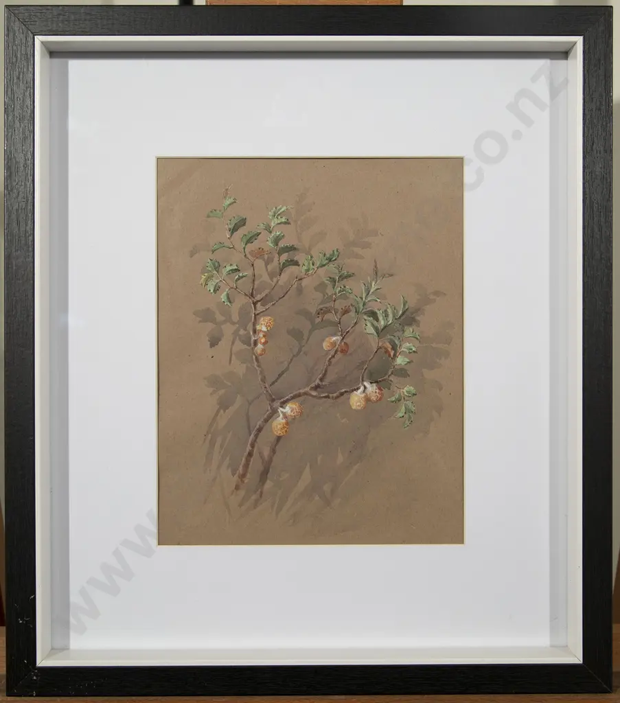 Nina Jones - Ranunculus & Solanum Aviculare (2) Image 1++