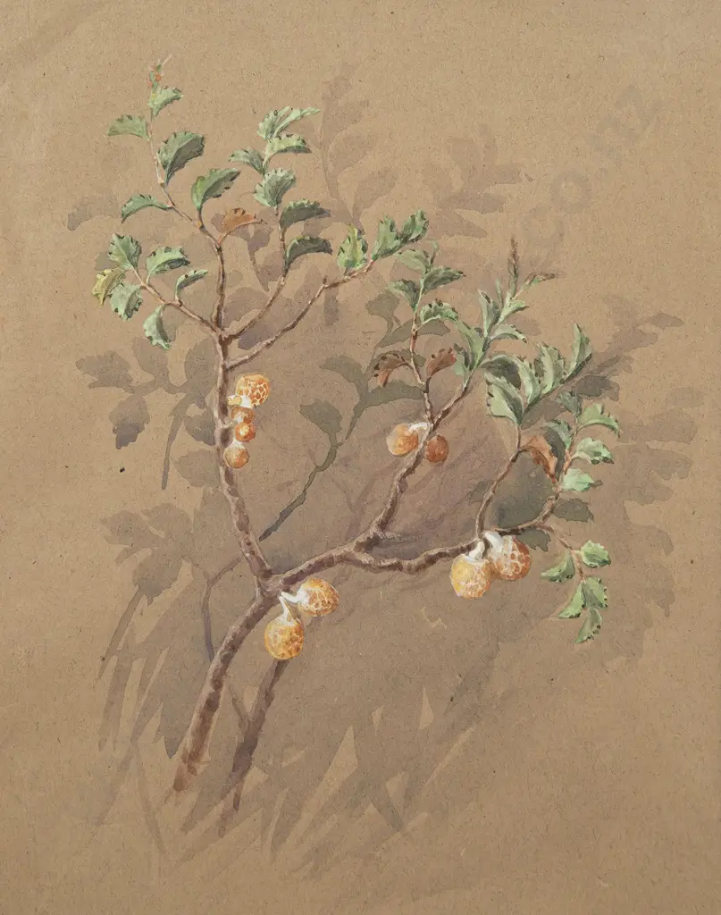 Nina Jones - Ranunculus & Solanum Aviculare (2) Image 1++