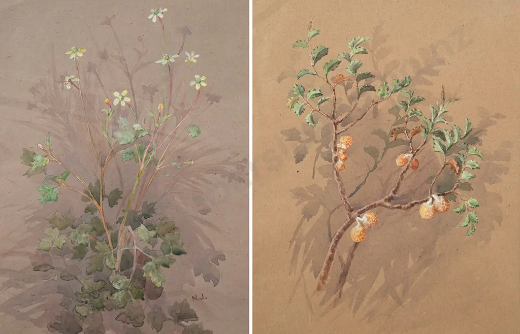 Nina Jones - Ranunculus & Solanum Aviculare (2) Image 1++