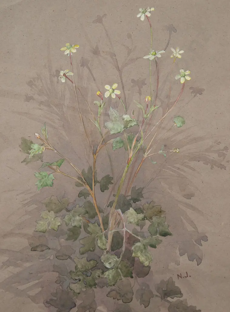 Nina Jones - Ranunculus & Solanum Aviculare (2) Image 1++