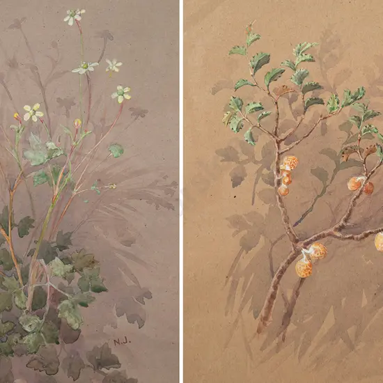 Nina Jones - Ranunculus & Solanum Aviculare (2)