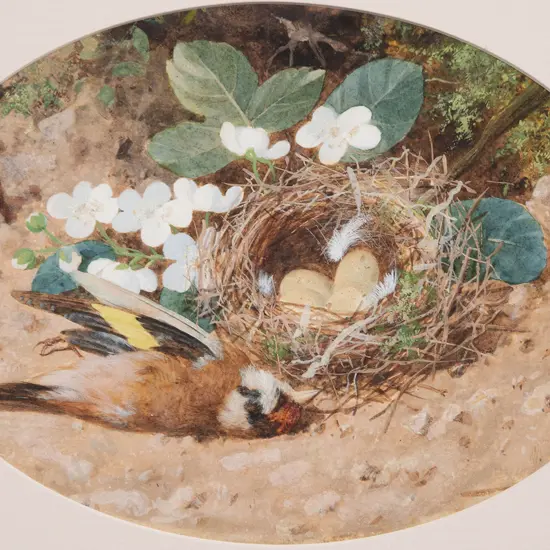 Attributed William Cruickshank (British) - Finch & Nest