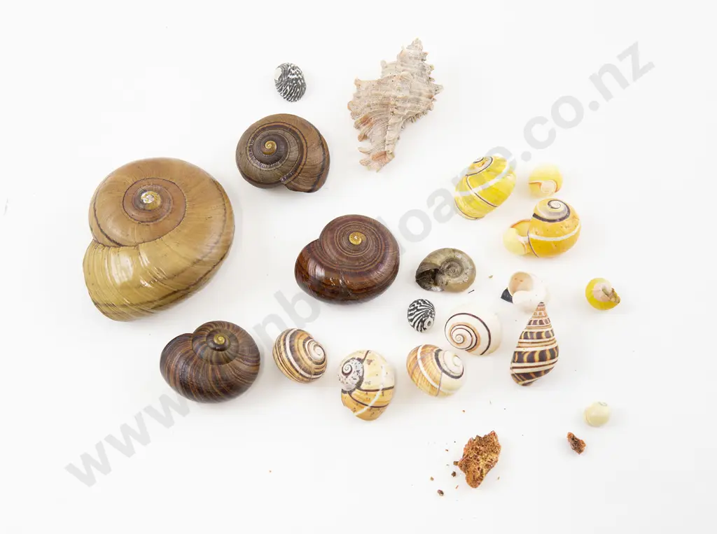 Vintage Collection Paryphania Shells & other Image 1++