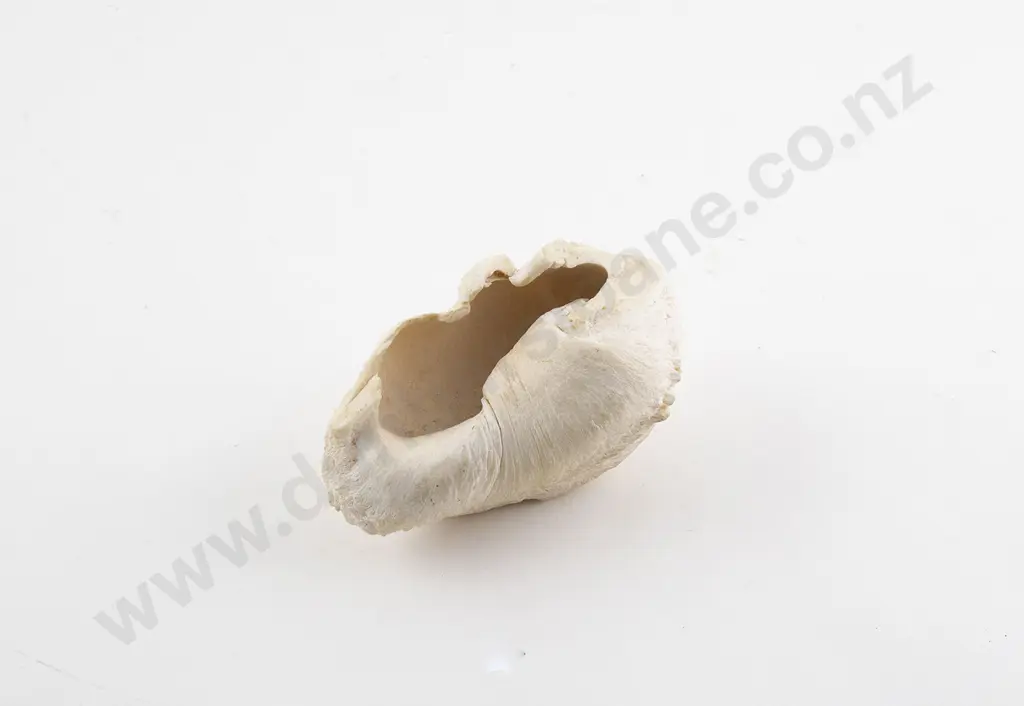 Whale Ear Image 1++