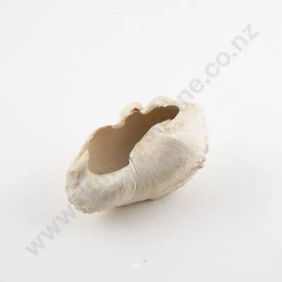 Whale Ear