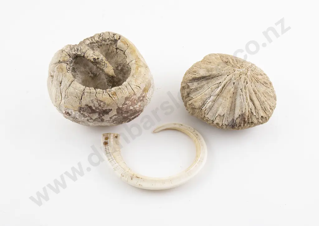 Fossil Sea Sponge Image 1++