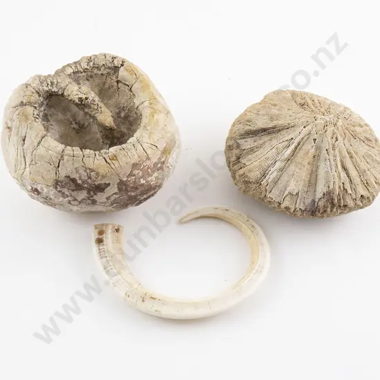 Fossil Sea Sponge