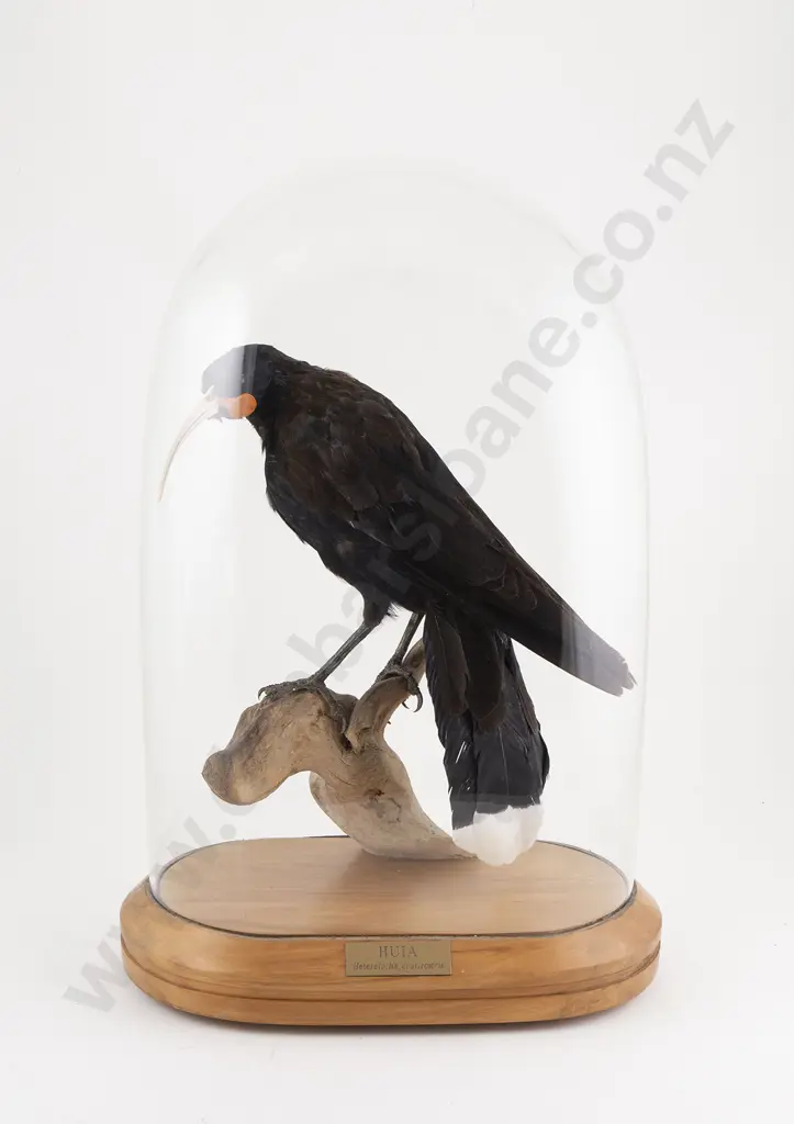 Replica Huia in Glass Dome Image 1++