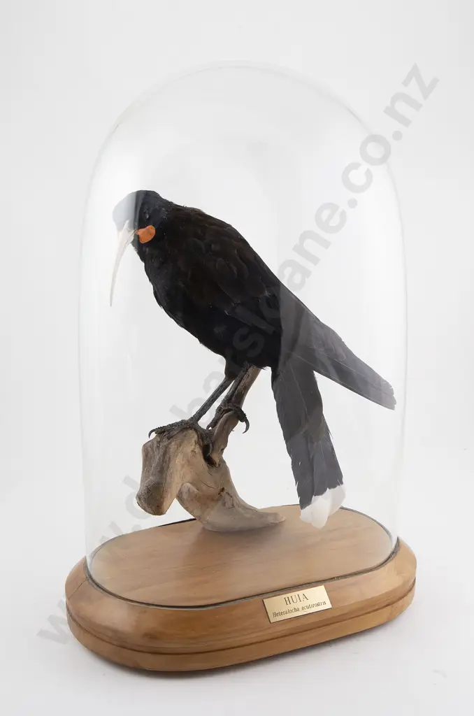 Replica Huia in Glass Dome Image 1++