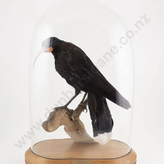 Replica Huia in Glass Dome