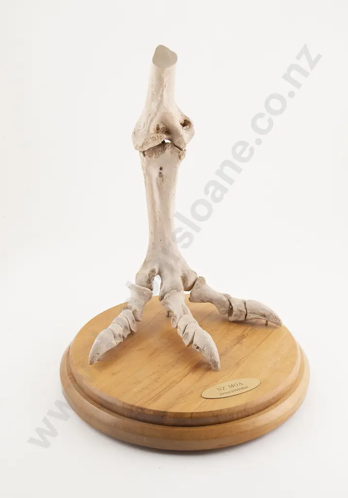 Replica NZ Moa Foot Skeleton Image 1++