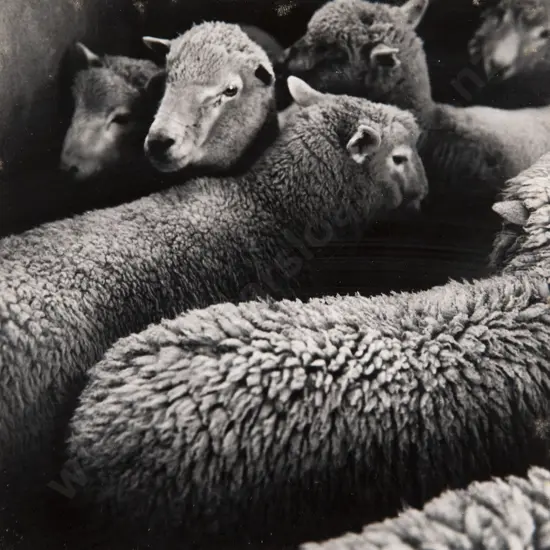 Peter Peryer (1941-2019) - Farm Study