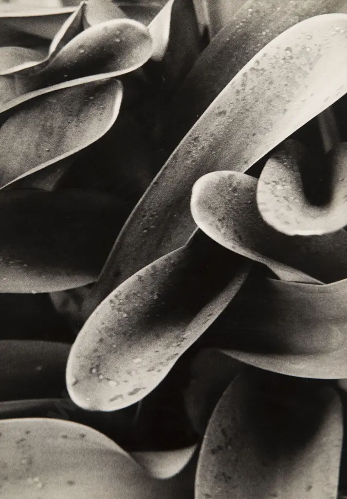 Peter Peryer (1941-2019) - Blood Lilies Image 1++