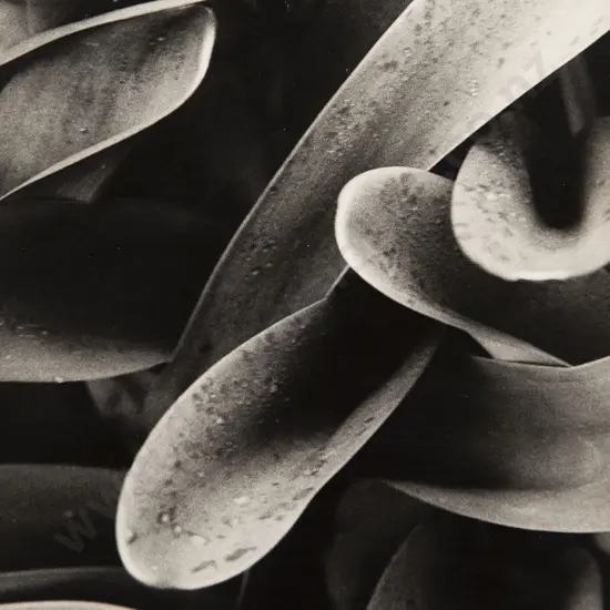 Peter Peryer (1941-2019) - Blood Lilies