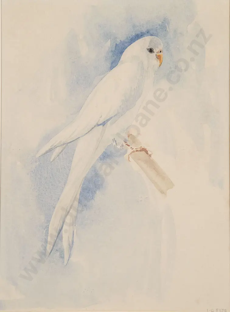 Ivy Fife (1905-76) - Helen's Blue Budgerigar Image 1++