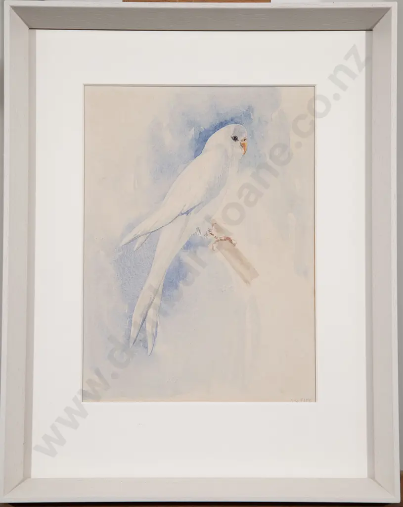 Ivy Fife (1905-76) - Helen's Blue Budgerigar Image 1++