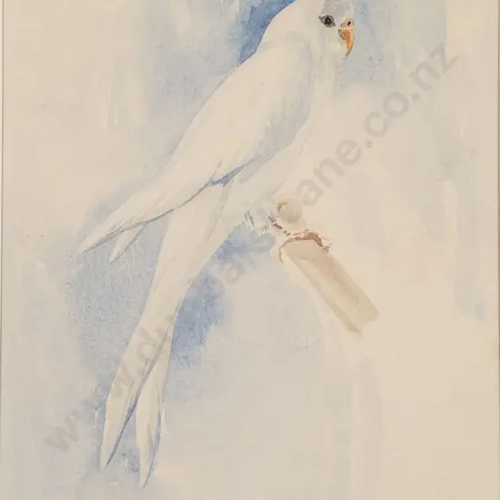 Ivy Fife (1905-76) - Helen's Blue Budgerigar
