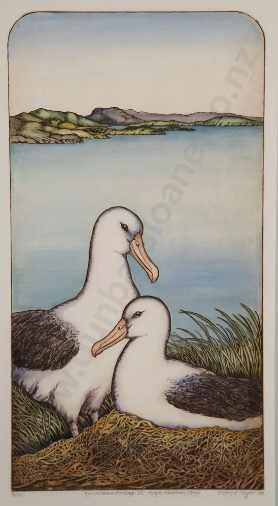Mary E. Taylor - Royal Albatross Otago Image 1++