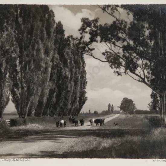 George Chance - Summer Day South Canterbury NZ