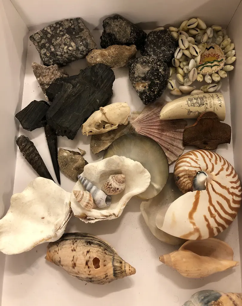 Box of Assorted Shells Image 1++