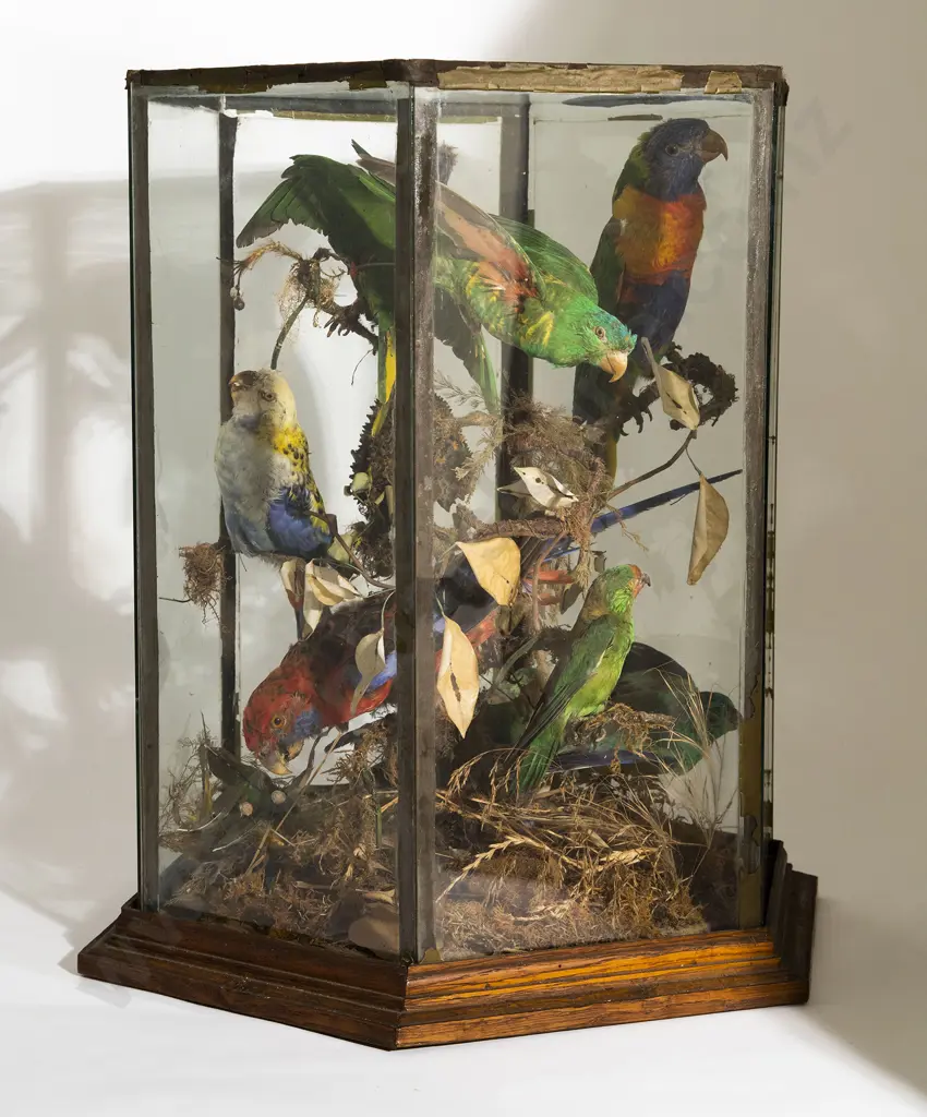 Vict Octagonal Glazed Display Of Small Birds Image 1++