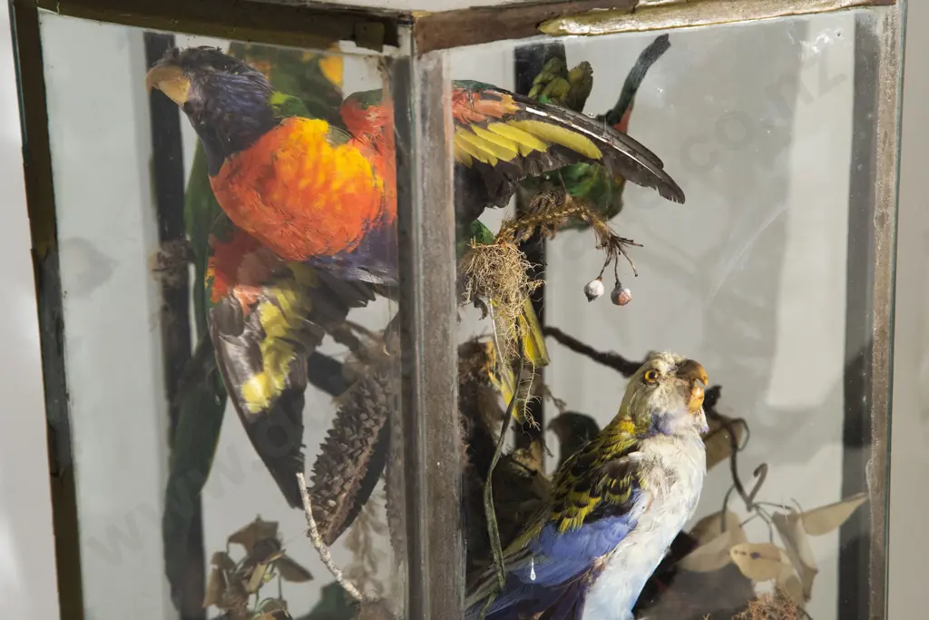 Vict Octagonal Glazed Display Of Small Birds Image 1++