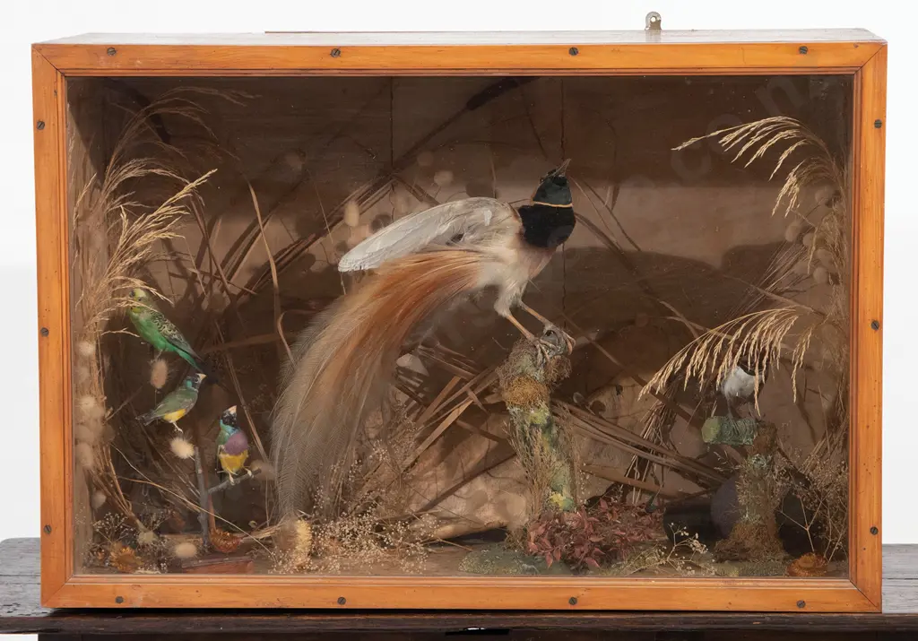Victorian Glazed Taxidermy Display Image 1++
