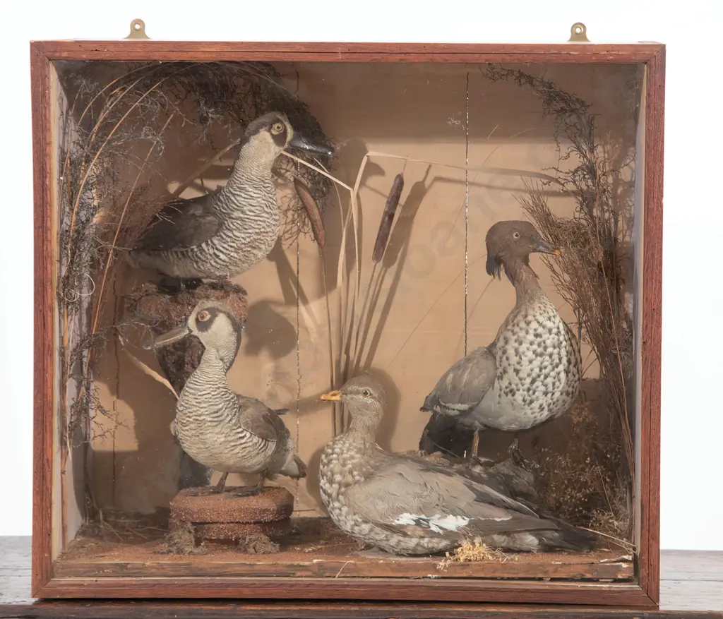 Victorian Glazed Taxidermy Display Image 1++