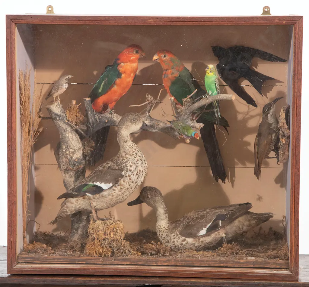 Victorian Glazed Taxidermy Display Image 1++