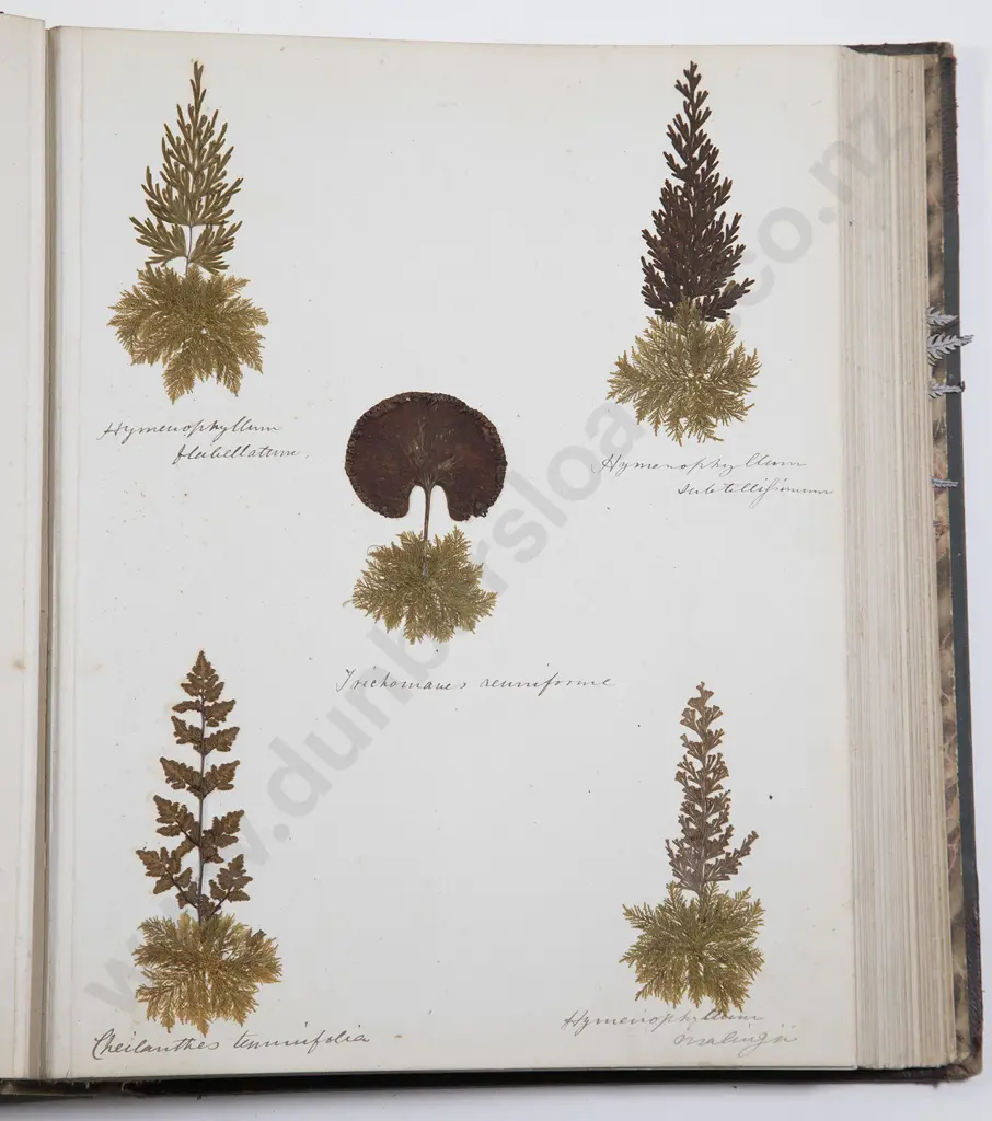 Late 19th Century New Zealand Fern Album Image 1++