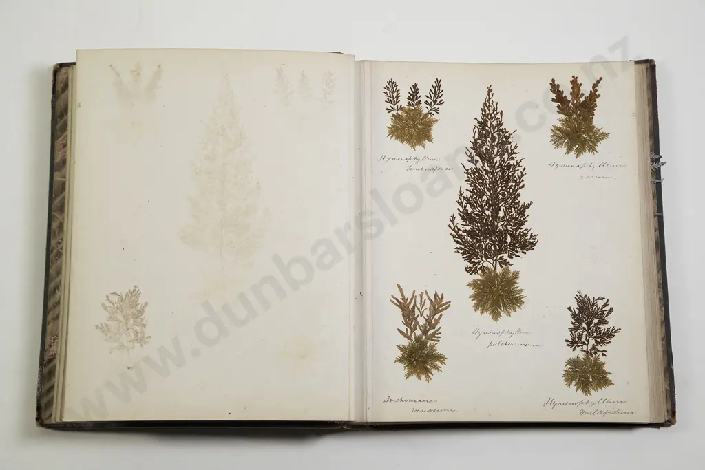 Late 19th Century New Zealand Fern Album Image 1++