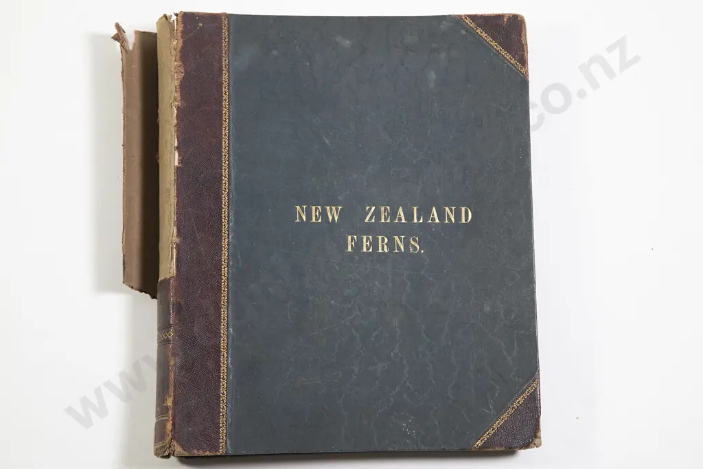 Late 19th Century New Zealand Fern Album Image 1++