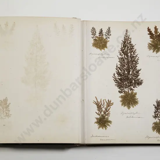 Late 19th Century New Zealand Fern Album