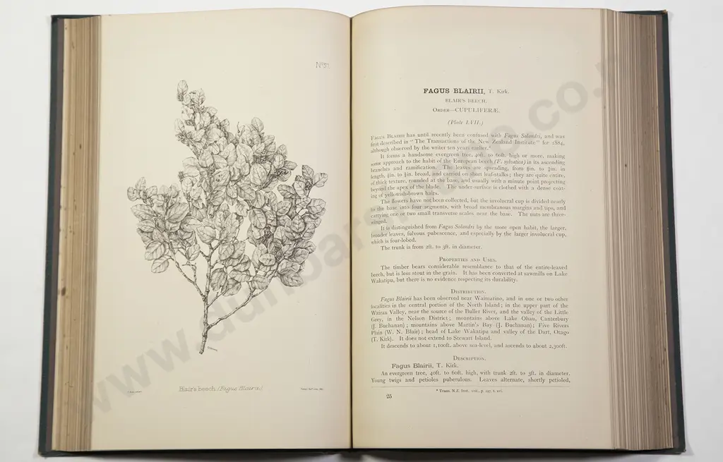 Kirk Thomas - The Forest Flora of New Zealand Image 1++