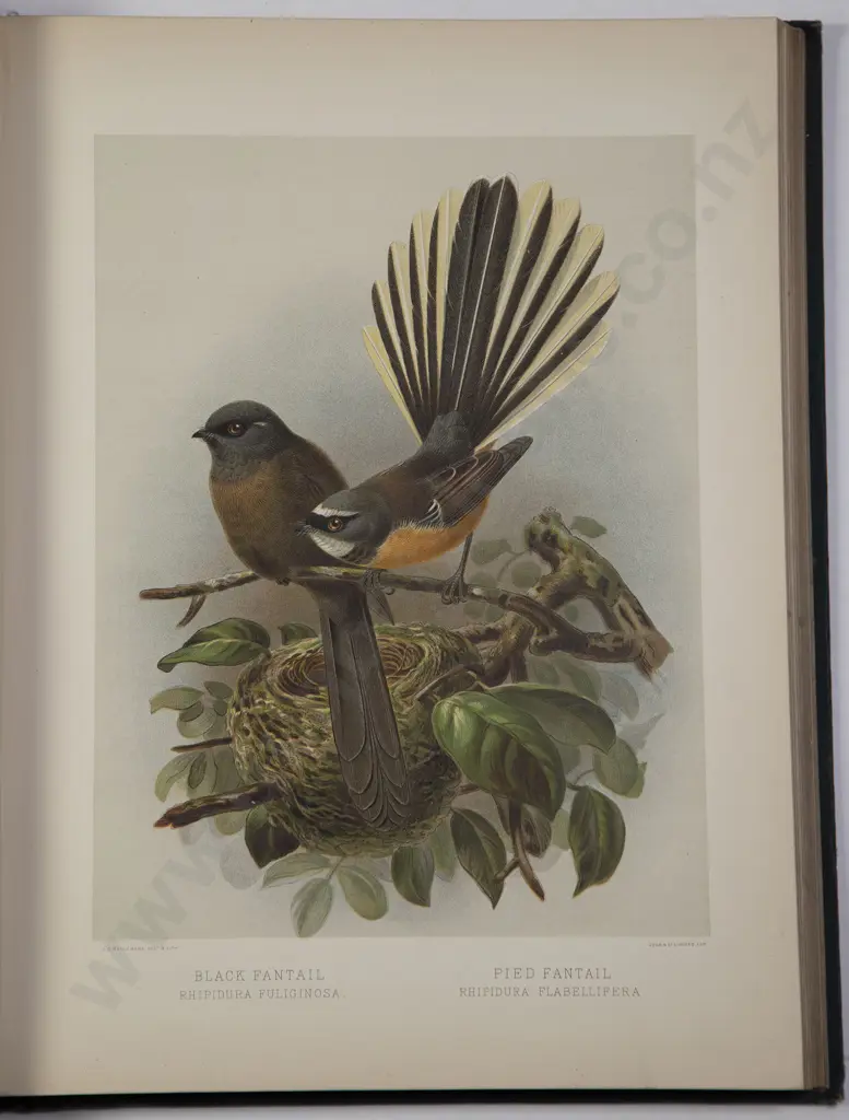 Buller Sir Walter Lawry - A History Of The Birds Of New Zealand Second Edition 1888 Image 1++