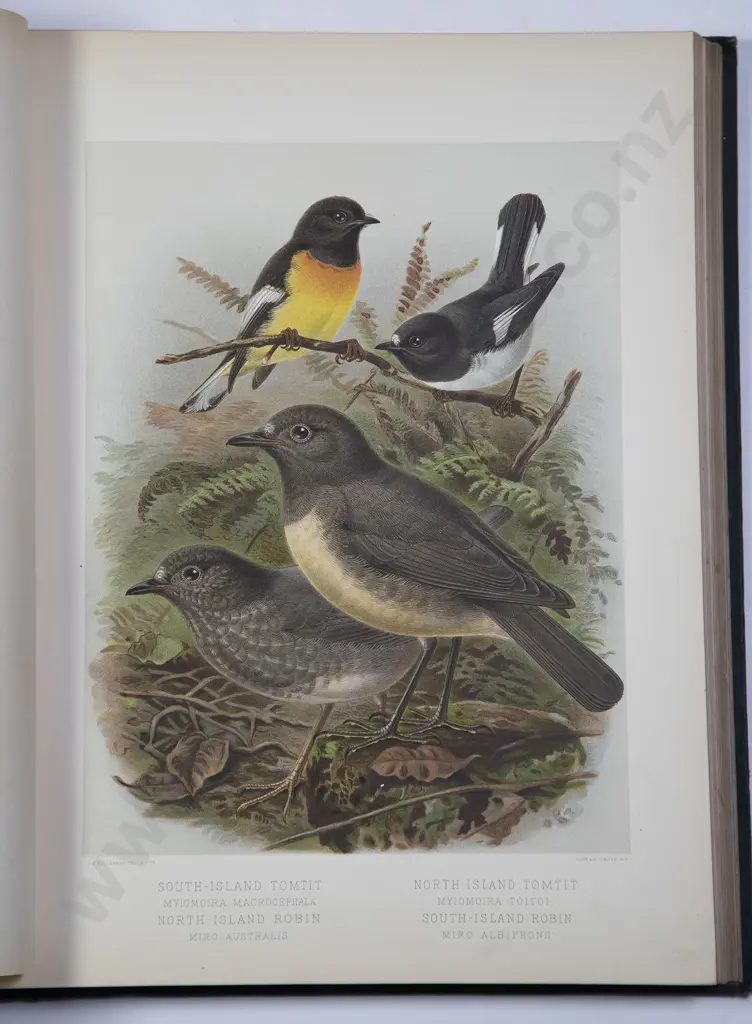 Buller Sir Walter Lawry - A History Of The Birds Of New Zealand Second Edition 1888 Image 1++