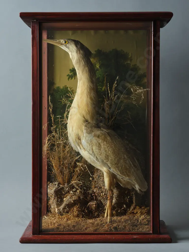 A Taxidermy New Zealand Bittern (Kaoriki) Image 1++