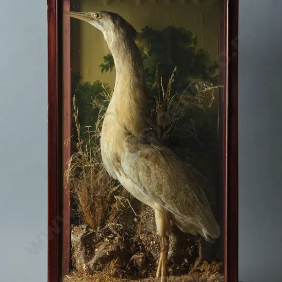A Taxidermy New Zealand Bittern (Kaoriki)