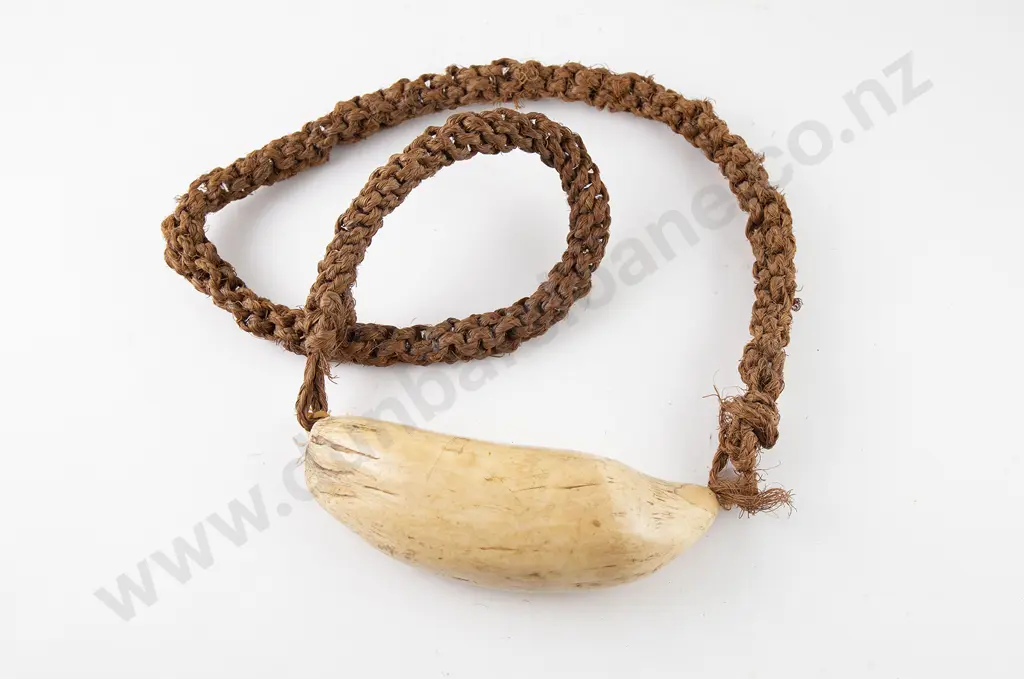 A 19th Century Fijian Sperm Whale Tooth (Tabua) Image 1++