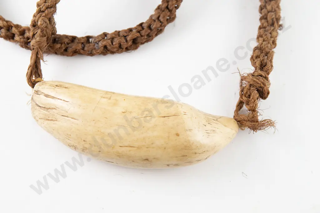 A 19th Century Fijian Sperm Whale Tooth (Tabua) Image 1++