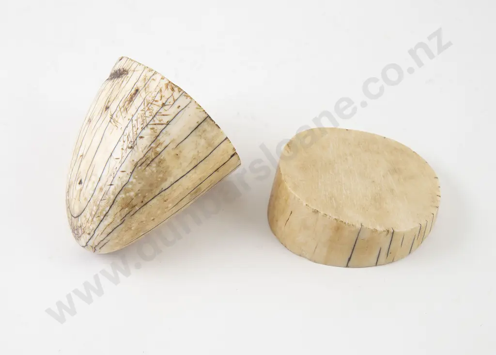 Mammoth Tooth Tip & Disc Image 1++