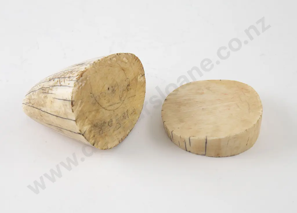 Mammoth Tooth Tip & Disc Image 1++