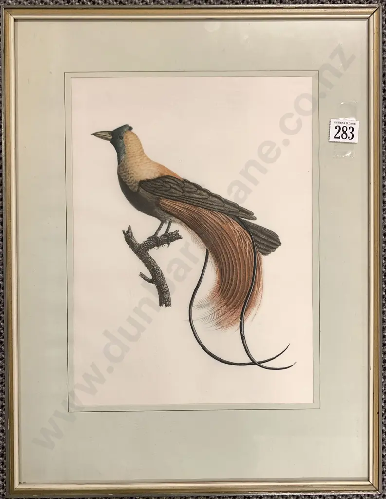 Ornithological Silk Print Image 1++