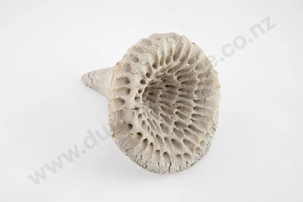 Len Castle Fossil Form Image 1++