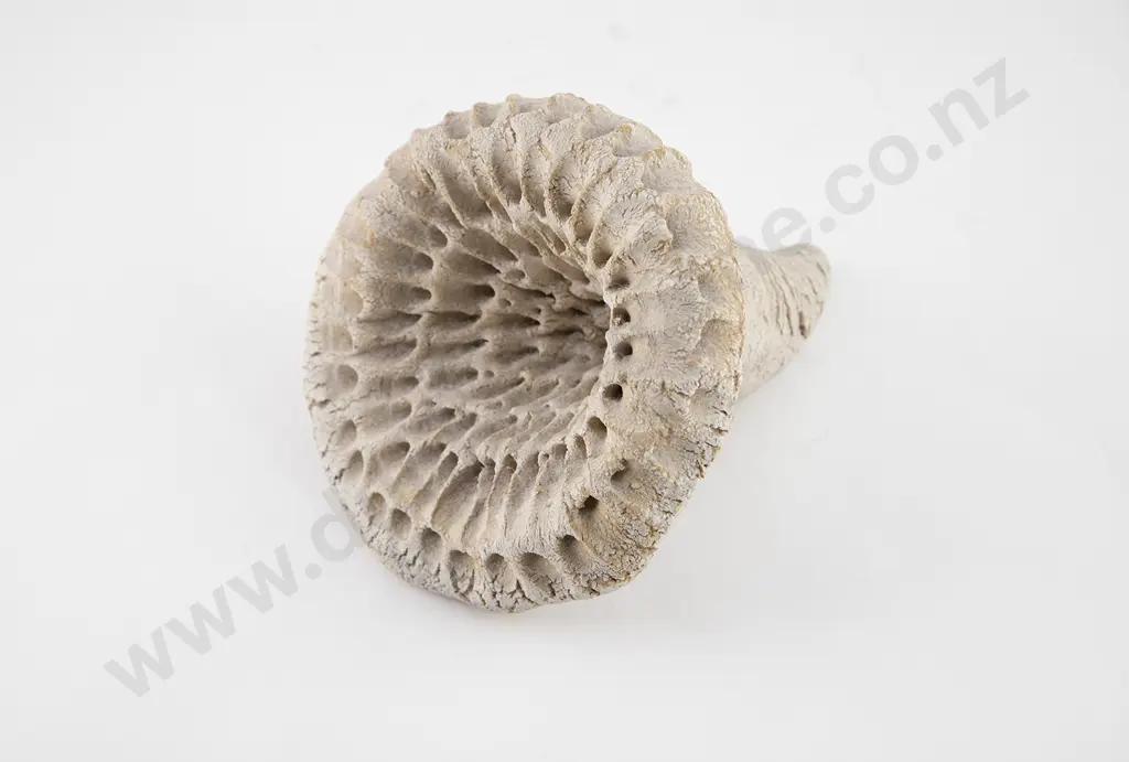 Len Castle Fossil Form Image 1++