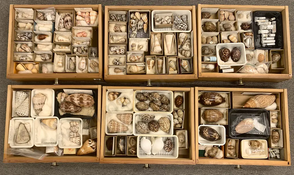 Ten-Drawer Pine Chest Of Shells Image 1++