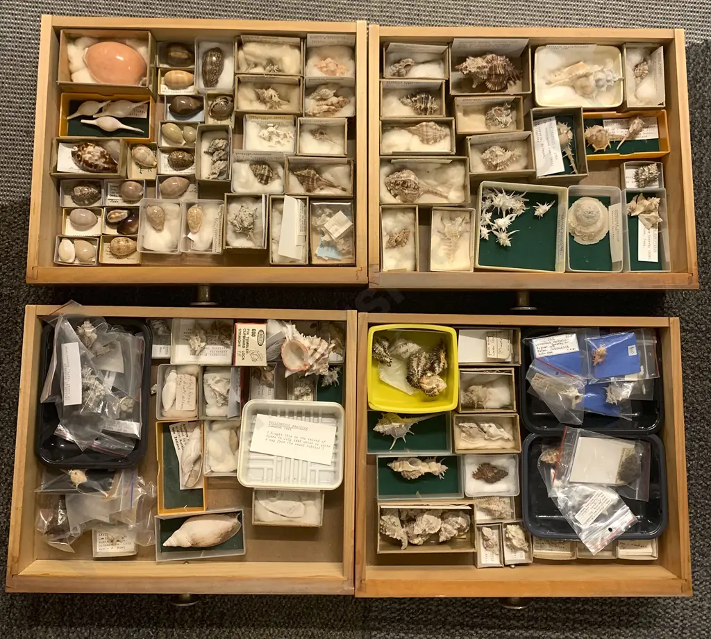 Ten-Drawer Pine Chest Of Shells Image 1++